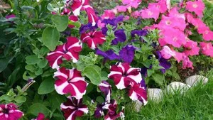 Cum de a planta Petunia Cum de a planta Petunia