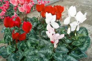 Cum de a planta Petunia