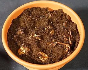 Cultivarea șofran