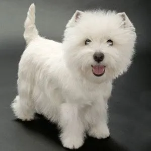 Alb Terrier Dog Alb Terrier Dog