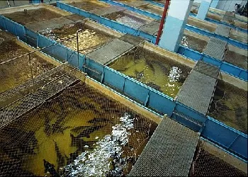 Pool ca un pește Pool ca un pește