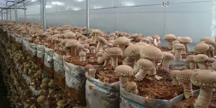 Cultivarea de ciuperci la domiciliu