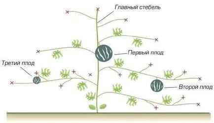 pepeni verzi în creștere pepeni verzi în creștere
