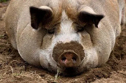 Ce este porc Ce este porc