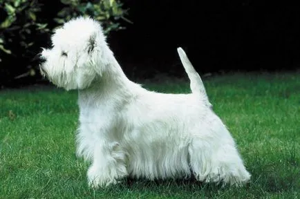 Alb Terrier Dog