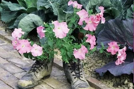 Cum de a planta Petunia