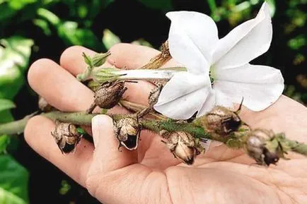 Cum de a planta Petunia
