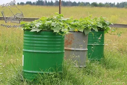 Cum să planteze castraveți în butoi