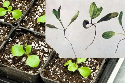 Cum de a planta Petunia