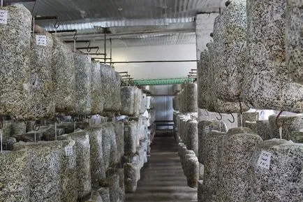 Cultivarea de ciuperci la domiciliu Cultivarea de ciuperci la domiciliu