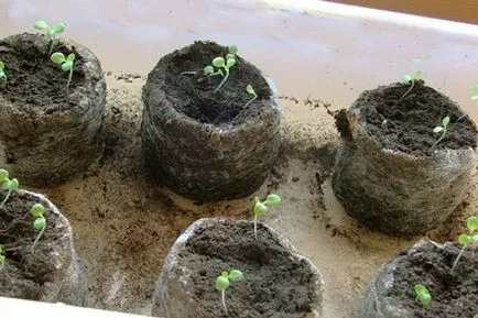 Cum de a planta Petunia
