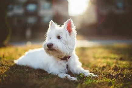 Alb Terrier Dog