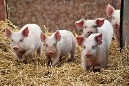 Ce este porc Ce este porc