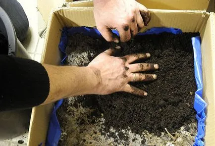 Cultivarea de ciuperci la domiciliu