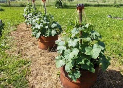Cum să planteze castraveți în butoi