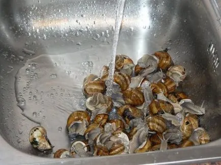 Cum de a găti melci de struguri