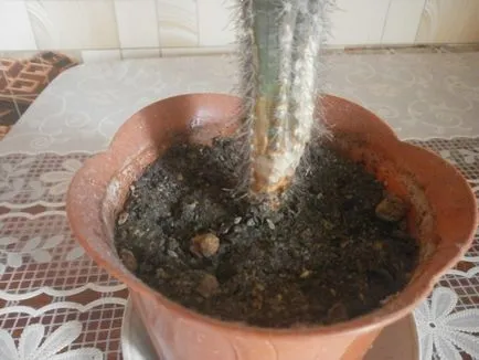Cum să aibă grijă de cactusi Cum să aibă grijă de cactusi
