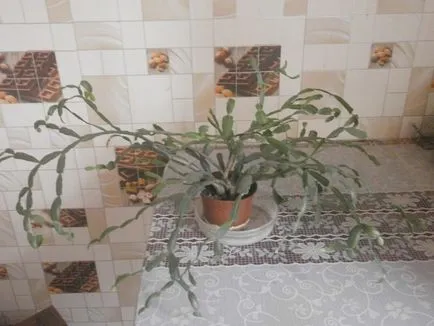 Cum să aibă grijă de cactusi Cum să aibă grijă de cactusi