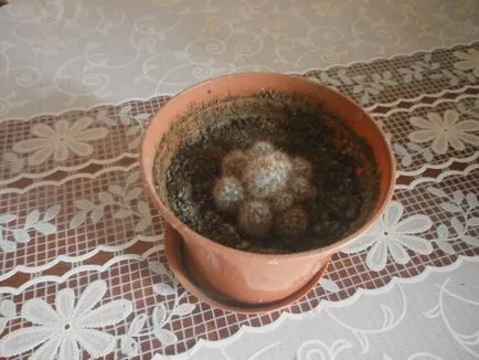 Cum să aibă grijă de cactusi Cum să aibă grijă de cactusi
