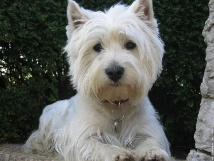 Alb Terrier Dog