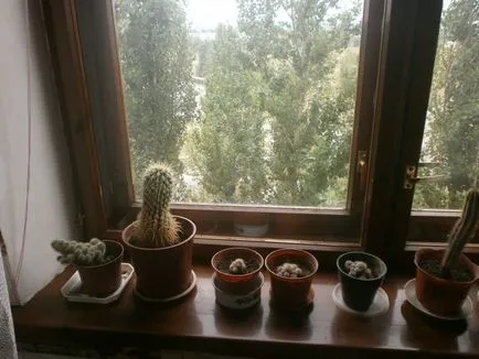 Cum să aibă grijă de cactusi Cum să aibă grijă de cactusi
