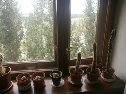 Cum să aibă grijă de cactusi Cum să aibă grijă de cactusi