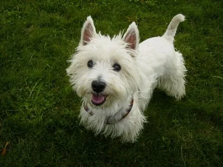 Alb Terrier Dog