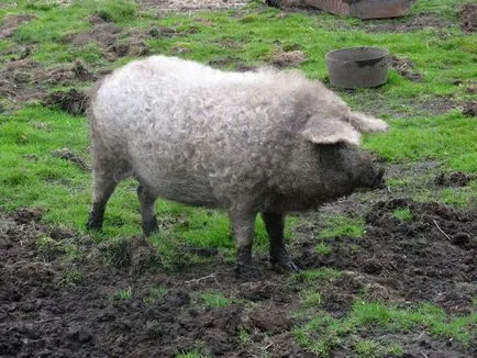 Ce este porc Ce este porc