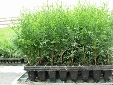 Cum să planteze tuia de la butași Cum să planteze tuia de la butași