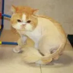 Cum sa scapi de păr de pisică Cum sa scapi de păr de pisică