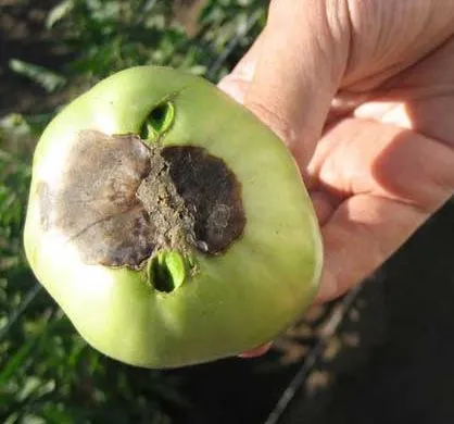 Innegresc fructe de tomate Innegresc fructe de tomate