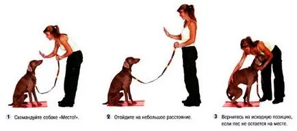 Cum de a preda catelul tau Cum de a preda catelul tau