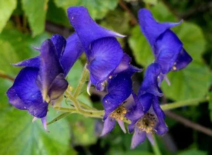 Relațiile că această plantă