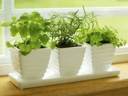 Cum sa scapi de acarian pe plante