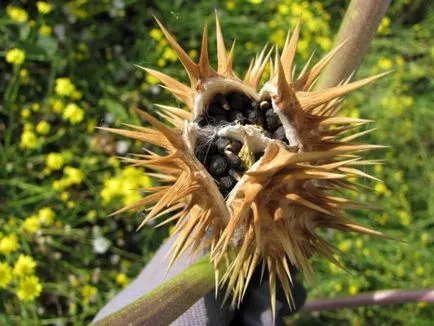 Relațiile că această plantă