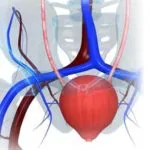 Cum de a trata inflamația vezicii urinare Cum de a trata inflamația vezicii urinare