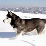 Cum spune Husky
