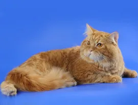Ori imagini pisică