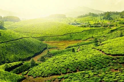 Cum de ceai verde pe presiunea Cum de ceai verde pe presiunea