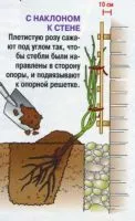 20 sfaturi practice pentru îngrijirea trandafiri (trandafiri) 20 sfaturi practice pentru îngrijirea trandafiri