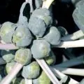 7 motive de ce frunzele se tomatele galbene și ce să facă (pentru un motiv oarecare) 7 motive de ce frunzele se tomatele galbene și ce să facă