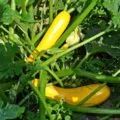7 motive de ce frunzele se tomatele galbene și ce să facă (pentru un motiv oarecare) 7 motive de ce frunzele se tomatele galbene și ce să facă