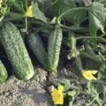 7 motive de ce frunzele se tomatele galbene și ce să facă cu privire la aceasta (frunze) 7 motive de ce frunzele se tomatele galbene și ce să facă