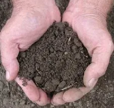 6 sfaturi pentru a îmbunătăți compoziția solului pentru creșterea plantelor