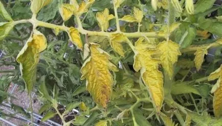 7 motive de ce frunzele se tomatele galbene și ce să facă (pentru un motiv oarecare) 7 motive de ce frunzele se tomatele galbene și ce să facă