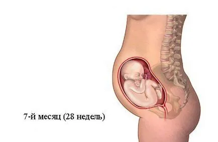 7 luni gravidă