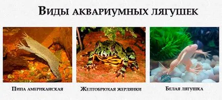 Aquarium broasca - fotografii, vederi, conținutul, nutriție, reproducere (broasca) broasca Aquarium - fotografii, vederi, conținutul, nutriție, reproducere