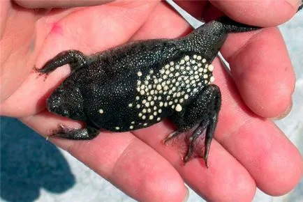 Aquarium broasca - fotografii, vederi, conținutul, nutriție, reproducere (broasca) broasca Aquarium - fotografii, vederi, conținutul, nutriție, reproducere
