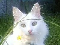 Angora turceasca - pisici fotografii, descriere rasa, caracter