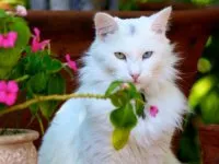 Angora turceasca - pisici fotografii, descriere rasa, caracter